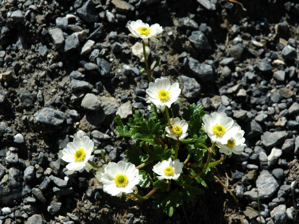 Ranunculus alpestris e Ranunculus glacialis